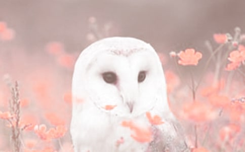 �P�ڄ�ֲ���?��ʾС�W���꼉����
