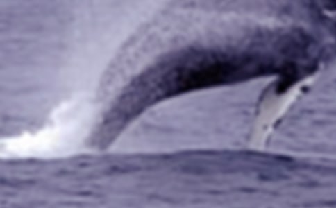 �L�~���������꼉������ƪ