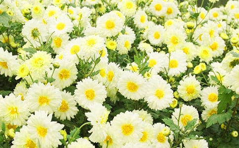 �茑�ջ��ĺö�