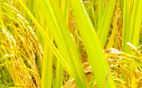 �ۼZ���Z�����f�w���и��ĵ��w��