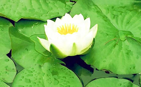 ˯ɏС�W���꼉���ģ�ͨ��29ƪ��