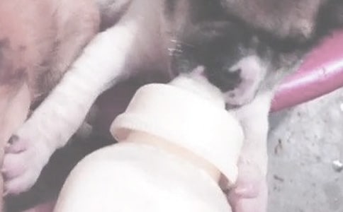 �ЋD��Ҋι����ʲô��˼