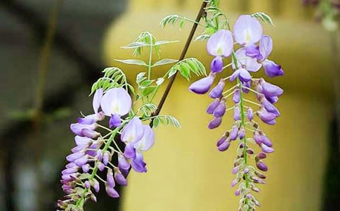 ��ε�ϡ����w�����ٻ�������ɢ����x�}����