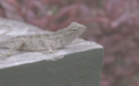 Lizards�����ƪɢ��