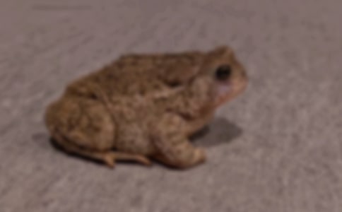 �P����ܵ���ȤЪ���Z